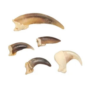 Real Mammal Claws - Set of 5